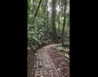 Guy walks through jungle in costa rica 