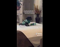 Collab Clips MPUGC - Dog casually taking clothes off 