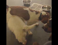 dog on top of another dog while moving in circles