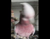 Girl pets pink white bird mohawk cage