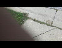 Guy drive fall down school desk cart