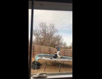 Dog bounces with man on the trampoline