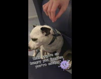 Dog eats imaginary food