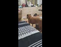 Cat play fetch jump over dog sofa