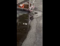 FIlmer approaches rat that drinks dirty puddle