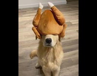 Golden retriever sits with turkey hat mask 