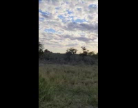 People in car gets charge at by rhino