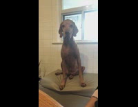 Brown dog wants more pets grey ottoman 