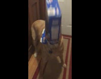 Big brown dog stuck crispix cereal box 