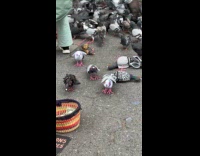 Woman with pigeons and fake pigeons nearby