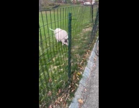 Pet pig eat grass at central park