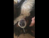 Girl pets saint bernard dog on back 