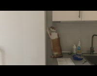 Cat paws banging sounds on refrigerator side