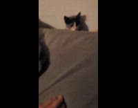 Kitten tries to grab hand on bed 