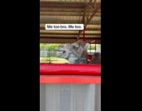 Baby camel lets out cry at zoo 