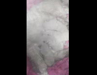 Four white kittens nurse on mom cat