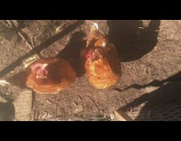 Brown chicken jumps pecks camera eats worm 