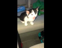 Black white kitten falls off seat car 