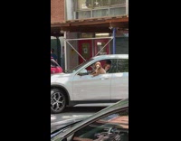 Dog peeks head out drivers window 