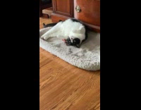 Red Handed Cat Stops to Lick Dog Bone