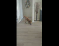 Brown dog walk funny wear black shoes