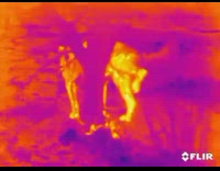 Thermal view of pet dog pees on a tree