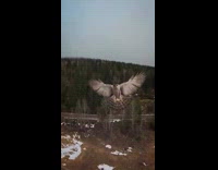 Collab WeirdM - Bird attacks an aerial drone