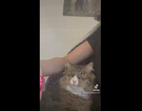 Cat smelling tiger balm reactions