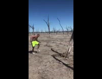 Neon green shorts guy knocks tree down 