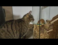 Cat pray greet hamster inside glass cage