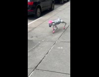 Submitter shoes robot dog walks around street