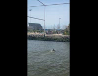 Man black shirt freestyle swim on river