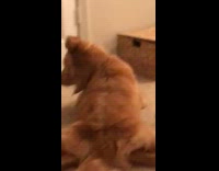 Collab BitchMP - Golden retriever dog sitting on floor with head back smiling