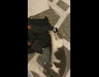 Cat hug play with bag on floor