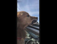 Golden retriever dog car sunroof mouth flaps