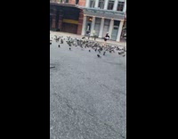 Lady reaches into black bag feeds pigeons 