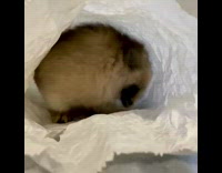 Small kitten sits inside paper bag 