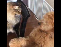 Cat hits dog with paw