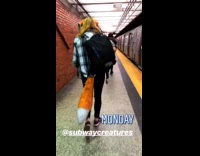 Woman walking in subway station wears big orange fox tail and ears 