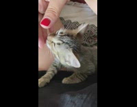 Striped kitten nibbles fingertips 