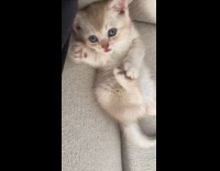 Gray kitten lay on sofa grab feet