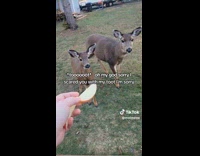 Collab ClipsIG - Woman scares deer with fart