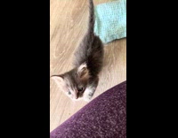 Cat put into blue blanket burrito