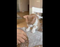Person give fish to cat on table