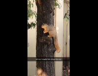 Squirrel standing on tree drops its nut 