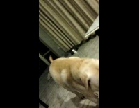 Dog bites and chews empty bottle 