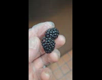 Filmer shows a conjoined blueberry 
