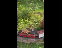 Brown bearded dragon on toy train model 