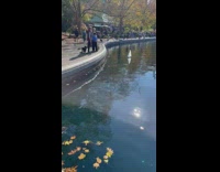 Rat float at lake with mini boats daytime 