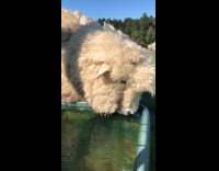 Sheep sipping water on water trough